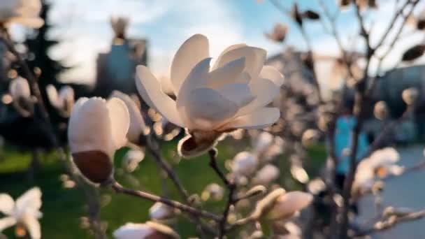 Молоде Дерево Магнолії Квітучими Квітковими Бруньками Початку Весни — стокове відео