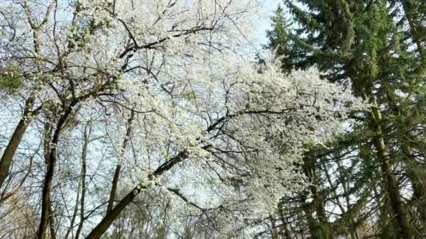 Λευκά Λουλούδια Του Prunus Padus Ενάντια Στον Ουρανό Την Άνοιξη — Αρχείο Βίντεο