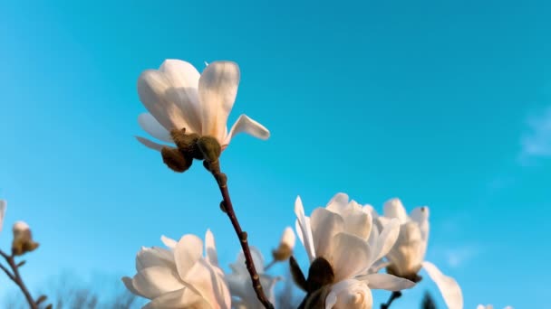 Árbol Joven Magnolia Con Capullos Florecientes Principios Primavera — Vídeos de Stock