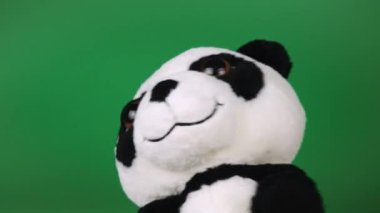 Doldurulmuş ve pofuduk oyuncak panda yeşil arka planda oynuyor ve dans ediyor..