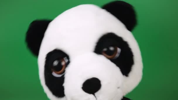Peluche Peluche Peluche Peluche Oso Panda Jugando Bailando Sobre Fondo — Vídeos de Stock