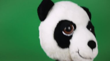 Doldurulmuş ve pofuduk oyuncak panda yeşil arka planda oynuyor ve dans ediyor..