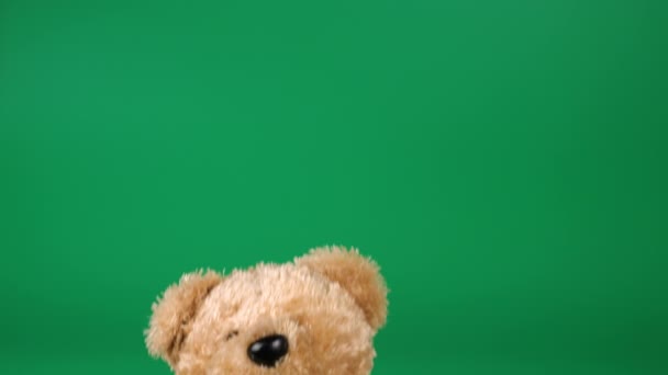スタフでふわふわしたテディおもちゃブラウンベア遊び 緑の背景で踊る — ストック動画