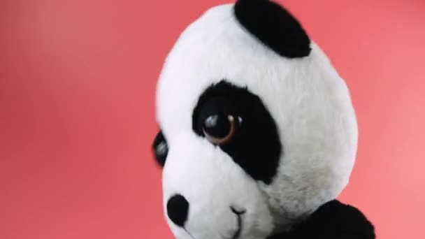 Nadívané Nadýchané Plyšové Hračky Panda Medvěd Hraní Tanec Růžovém Pozadí — Stock video