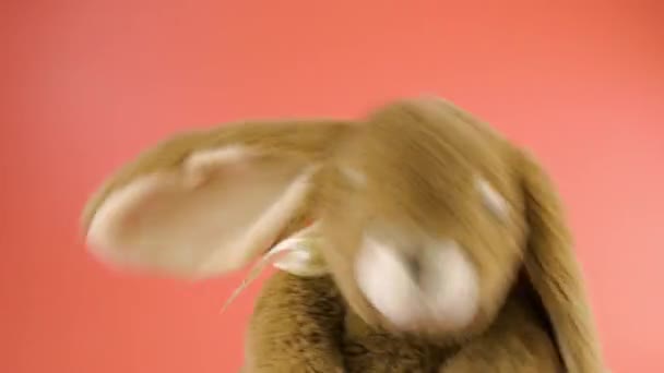 Фарширований Пухнастий Плюшевий Іграшковий Кролик Грає Танцює Рожевому Фоні — стокове відео