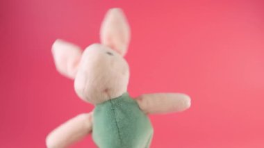 Doldurulmuş ve pofuduk Pembe Pembe Piglet pelüş oyuncağı pembe arka planda oynuyor ve dans ediyor..