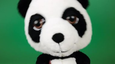 Doldurulmuş ve pofuduk oyuncak panda yeşil arka planda oynuyor ve dans ediyor..