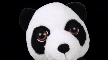Doldurulmuş ve pofuduk oyuncak panda dönüp etrafına bakıyor. Alfa kanalı dahil.