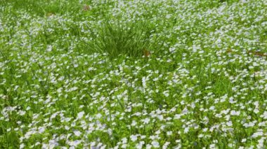 Veronica Persica çiçekleriyle bahar çayırı.