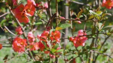 Bahar bahçesinde Chaenomeles japonica 'nın parlak kırmızı çiçekleri.