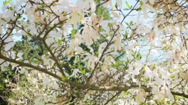 Bahar bahçesindeki bir manolya ağacının beyaz çiçekleri gökyüzüne karşı.