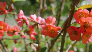 Bahar bahçesinde Chaenomeles japonica 'nın parlak kırmızı çiçekleri.