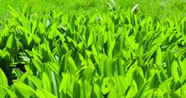 Güneşli bir çayırdaki bir bitkinin yeşil yapraklarının parlak arka planı.