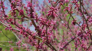 Bahçede baharda pembe çiçekli Cercis siliastrum ağacı.