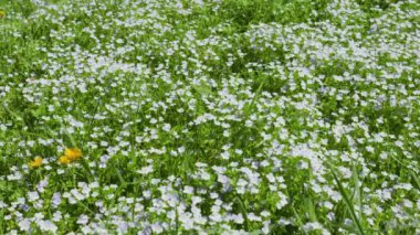 Veronica Persica çiçekleriyle bahar çayırı.