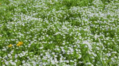 Veronica Persica çiçekleriyle bahar çayırı.