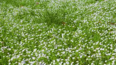 Veronica Persica çiçekleriyle bahar çayırı.