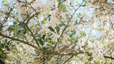 Bahar bahçesindeki bir manolya ağacının beyaz çiçekleri gökyüzüne karşı.