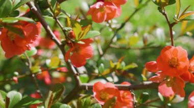 Bahar bahçesinde Chaenomeles japonica 'nın parlak kırmızı çiçekleri.