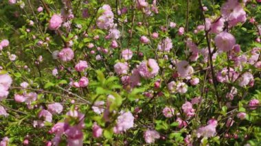 Bahar bahçesinde parlak pembe Rhododendron çiçekleri.