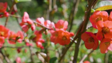 Bahar bahçesinde Chaenomeles japonica 'nın parlak kırmızı çiçekleri.