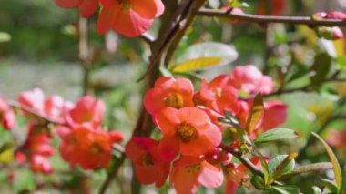 Bahar bahçesinde Chaenomeles japonica 'nın parlak kırmızı çiçekleri.