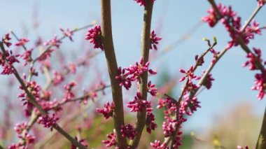 Bahçede baharda pembe çiçekli Cercis siliastrum ağacı.