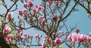 Mavi gökyüzüne karşı manolya çiçekleri olan büyük bir ağaç..
