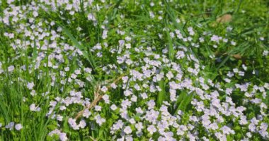 Veronica Persica çiçekleriyle bahar çayırı.