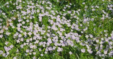 Veronica Persica çiçekleriyle bahar çayırı.