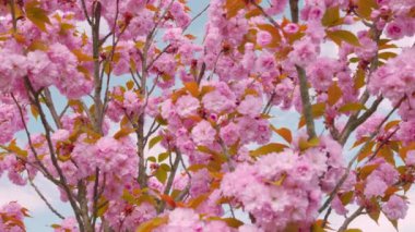 Çiçek açan Sakura ağacında pembe çiçekler. İlkbaharda kiraz çiçeği.