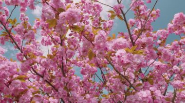 Çiçek açan Sakura ağacında pembe çiçekler. İlkbaharda kiraz çiçeği.
