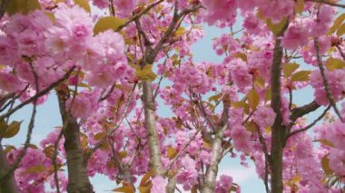 Çiçek açan Sakura ağacında pembe çiçekler. İlkbaharda kiraz çiçeği.