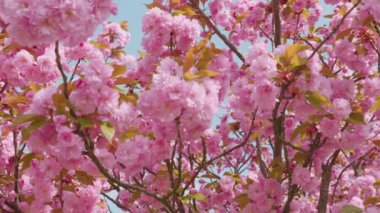 Çiçek açan Sakura ağacında pembe çiçekler. İlkbaharda kiraz çiçeği.