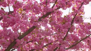 Çiçek açan Sakura ağacında pembe çiçekler. İlkbaharda kiraz çiçeği.