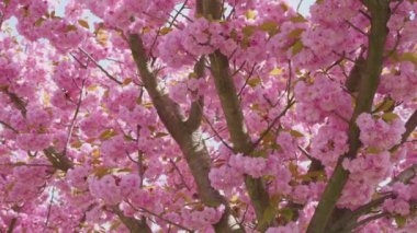 Çiçek açan Sakura ağacında pembe çiçekler. İlkbaharda kiraz çiçeği.