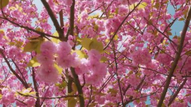 Çiçek açan Sakura ağacında pembe çiçekler. İlkbaharda kiraz çiçeği.