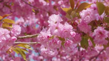 Çiçek açan Sakura ağacında pembe çiçekler. İlkbaharda kiraz çiçeği.
