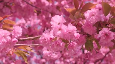 Çiçek açan Sakura ağacında pembe çiçekler. İlkbaharda kiraz çiçeği.