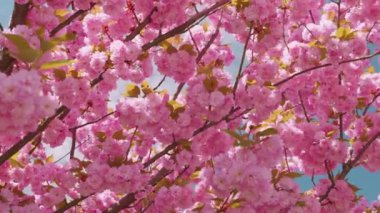 Çiçek açan Sakura ağacında pembe çiçekler. İlkbaharda kiraz çiçeği.
