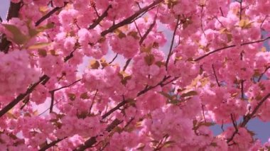 Çiçek açan Sakura ağacında pembe çiçekler. İlkbaharda kiraz çiçeği.