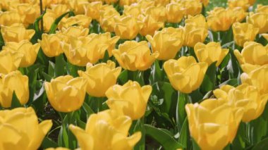 Baharda parlak sarı lale çiçekleriyle çiçeklenmiş..