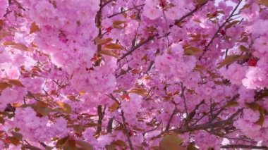 Çiçek açan Sakura ağacında pembe çiçekler. İlkbaharda kiraz çiçeği.