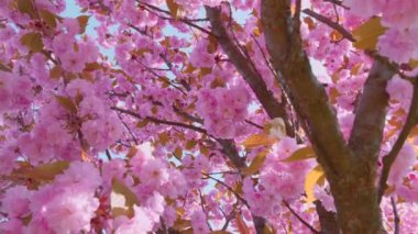 Çiçek açan Sakura ağacında pembe çiçekler. İlkbaharda kiraz çiçeği.