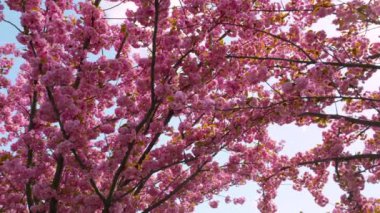 Çiçek açan Sakura ağacında pembe çiçekler. İlkbaharda kiraz çiçeği.