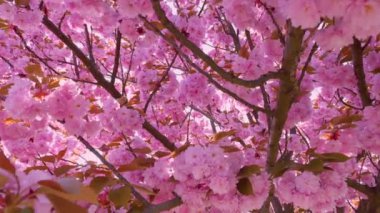 Çiçek açan Sakura ağacında pembe çiçekler. İlkbaharda kiraz çiçeği.