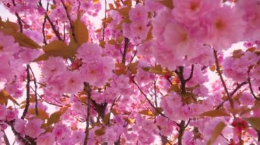 Çiçek açan Sakura ağacında pembe çiçekler. İlkbaharda kiraz çiçeği.