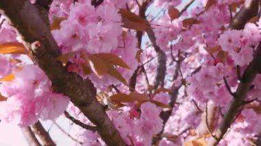 Çiçek açan Sakura ağacında pembe çiçekler. İlkbaharda kiraz çiçeği.