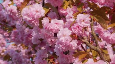 Çiçek açan Sakura ağacında pembe çiçekler. İlkbaharda kiraz çiçeği.