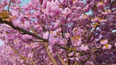 Çiçek açan Sakura ağacında pembe çiçekler. İlkbaharda kiraz çiçeği.